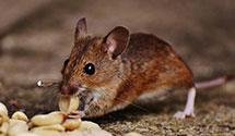 24 Hour & Emergency Exterminators in Terrebonne, OR